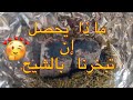 زيت الحرمل وفوائده العديده للجسم والشعر موسوعة دار الطب