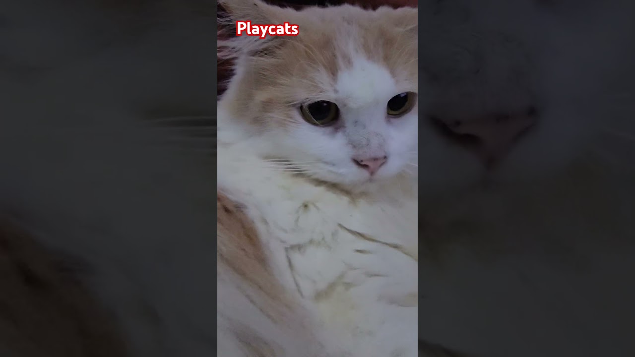 Pak Deddy, Piaw Bawa ke Barak Nih.. 