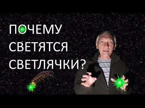 Почему светятся светлячки?