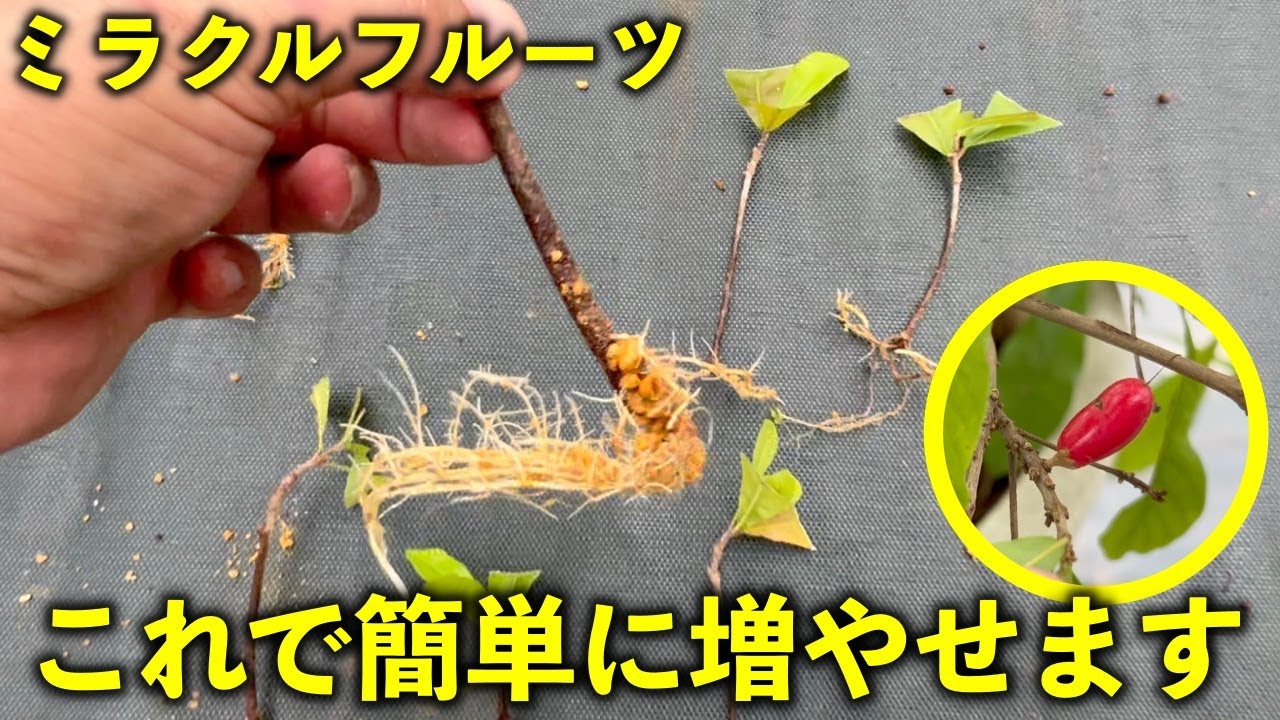 激レア果樹もこれで簡単に増やせます！ - YouTube
