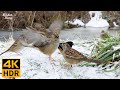 Vido pour les chats  oiseaux mignons dans la neige  8 heures 4kr