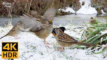 Cat TV for Cats to Watch 😺❤️ Cute Birds in the Snow 🐦❄️ 8 Hours(4K HDR)