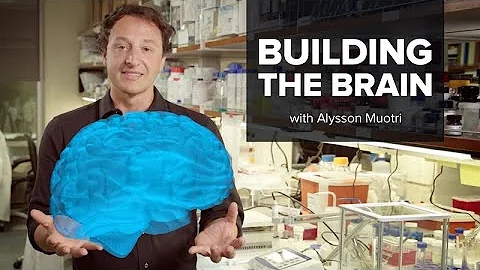 Building The Brain With Alysson Muotri