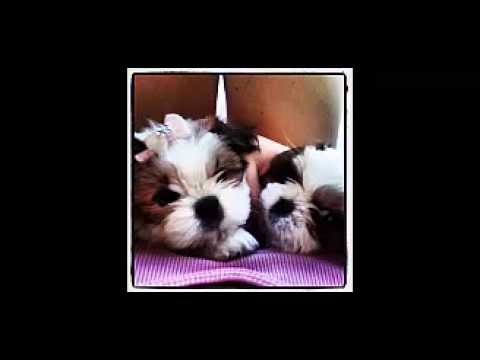 O que fazer para os cachorros não morderem os móveis?