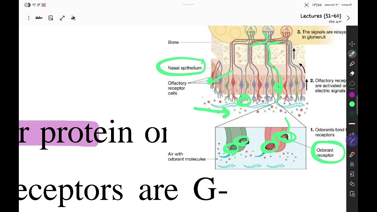 شرح لمحاضرة رقم ٥٤ فسيولوجىChemoreceptor functionsمع حل الكويز