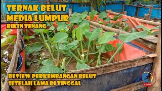 TERNAK BELUT MEDIA LUMPUR || REVIEW || #ALC180  48