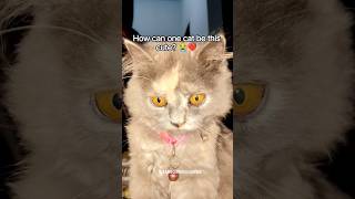  Why Is Luna So Cute  cat luna cutecat persiancat catshorts catlover kitten pets  fyp