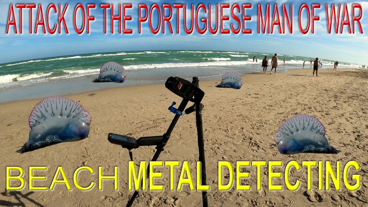 Attack of The Portuguese Man of War! Beach Metal Detecting. YouTube