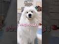 【ハプニング】大好きなパパのお出迎えのはずが… #samoyed #サモエド #癒し