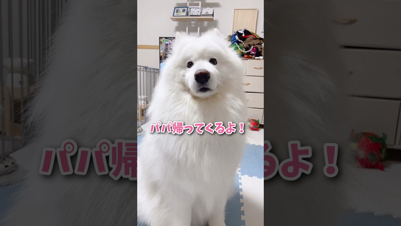 ハプニング】大好きなパパのお出迎えのはずが… #samoyed #サモエド