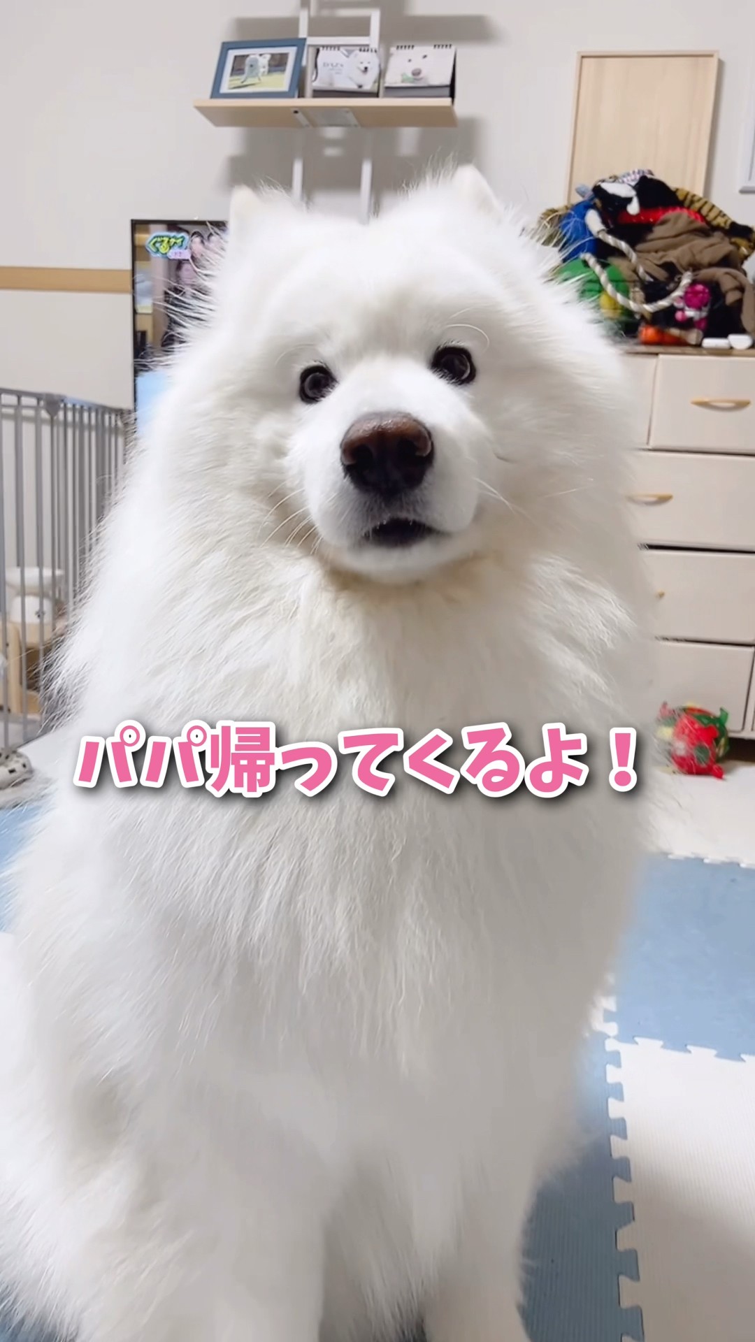 ハプニング】大好きなパパのお出迎えのはずが… #samoyed #サモエド