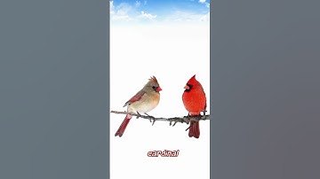Thumbnail of Cardinal bird 🕊️🐦 Voice The most beautiful song of Cardinal bird #cardinal #birds #1k #success
