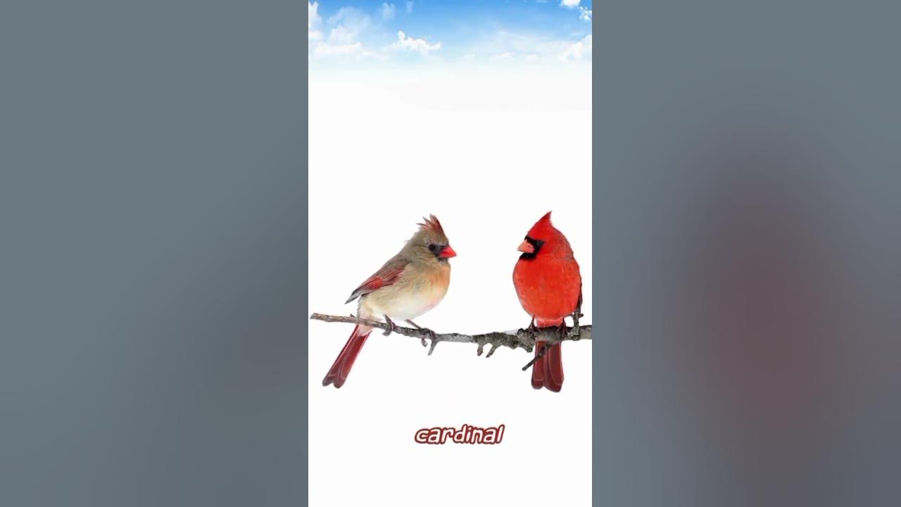 Cardinal bird 🕊️🐦 Voice The most beautiful song of Cardinal bird #cardinal #birds #1k #success Cardinal bird 🕊️🐦 Voice The most beautiful song of Cardinal bird #cardinal #birds #1k #success