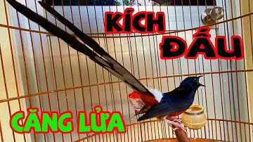 Kích Chòe lửa hót nhiều giọng, Căng lửa, chòe lửa đánh đuôi kích cực nhạy.luyện chòe lửa hót. phần 1