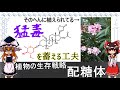 植物の生存戦略　配糖体【食品化学ゆっくり解説Part7.5】配糖体