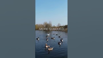 The Secret Behind Duck Feathers 🦆