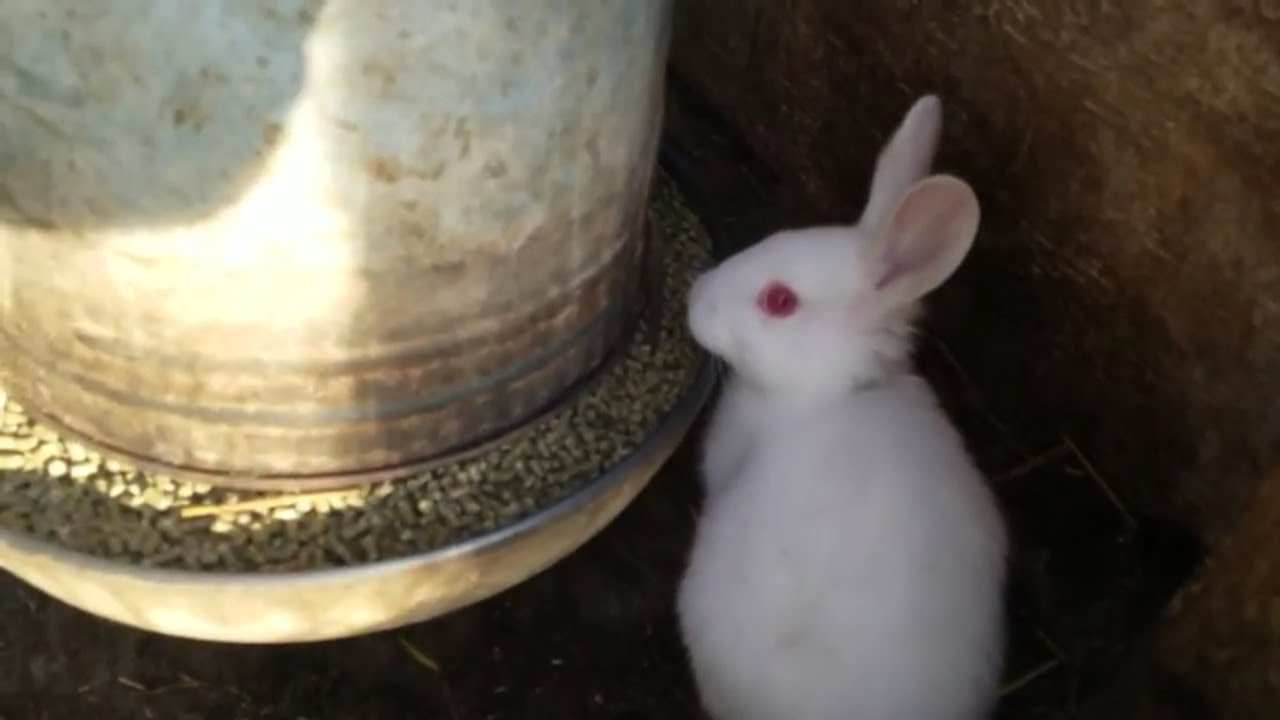 Colony revised and new rabbits! 