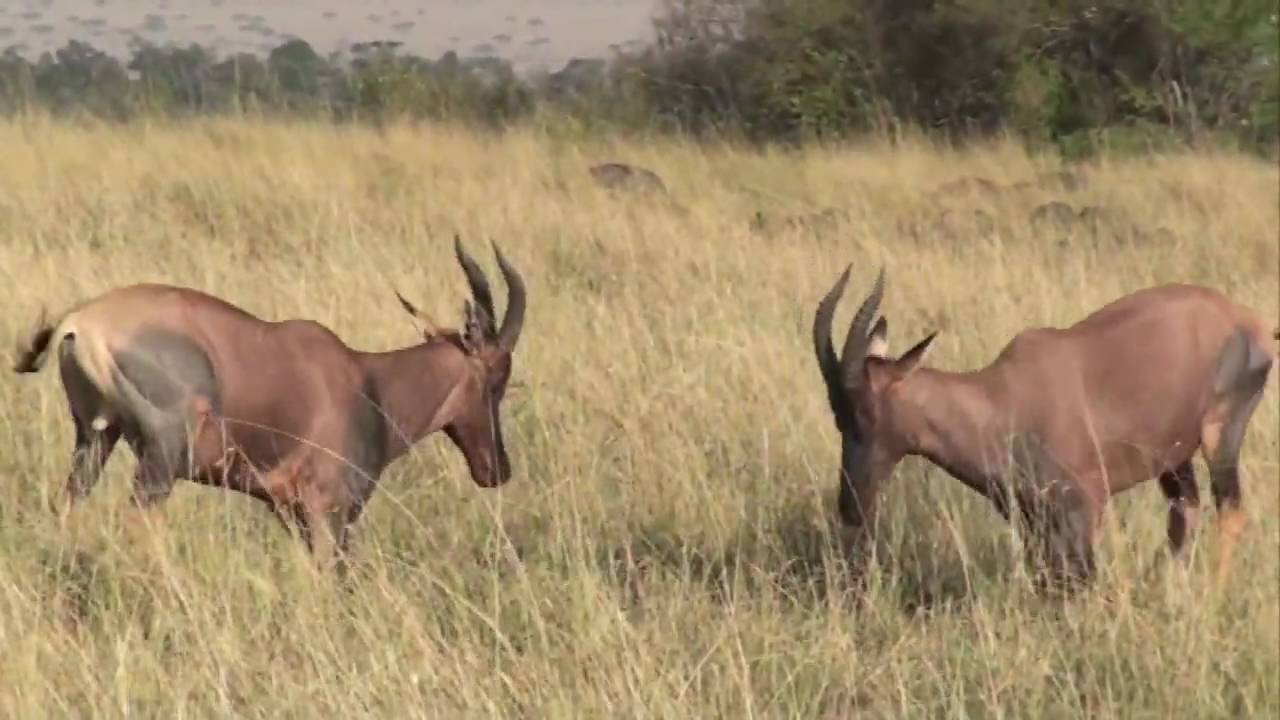 Topi Duel Safari Sunday Youtube