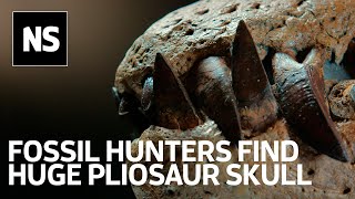 Pliosaur discovery on Jurassic Coast is 'very likely a new species'