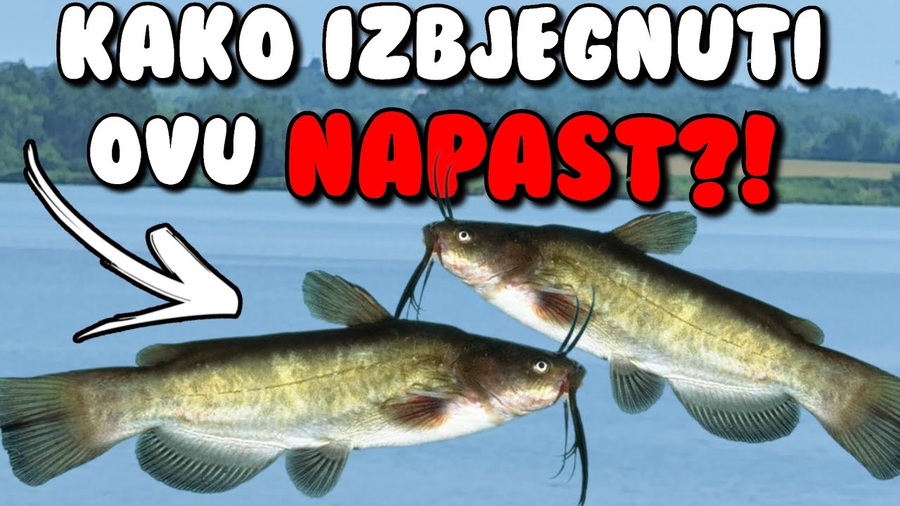 Cvergli NESTALI, šarani DOŠLI!! - evo par TRIKOVA!