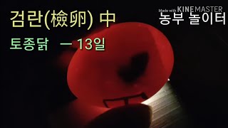 검란 병아리 부화  유정란 무정란 구별법 선별법 교육 강의 닭장 계란 달걀 전란 입란 candling 검란(檢卵)