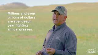 How to Get Rid of Cheatgrass