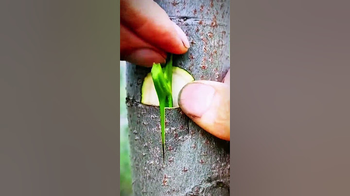 cool technique for connecting plant shoots to the main stem #shorts