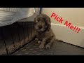 Picking our Mini Goldendoodle!!!