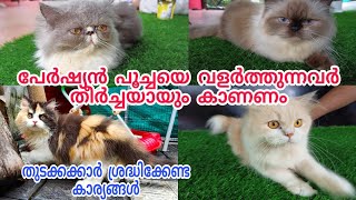 How to care Persian Cats In Malayalam | പേർഷ്യൻ പൂച്ചയെ എങ്ങിനെ പരിപാലിക്കാം  | Vasi Vlogz
