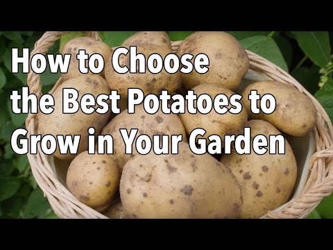 Video: Choosing A Potato Variety And Preparing It For Planting