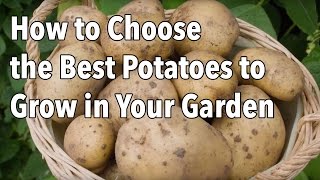 How to Choose the Best Potatoes to Grow in Your Garden