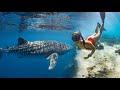 Swimming with the biggest fish in the world ningaloo reef  ep36