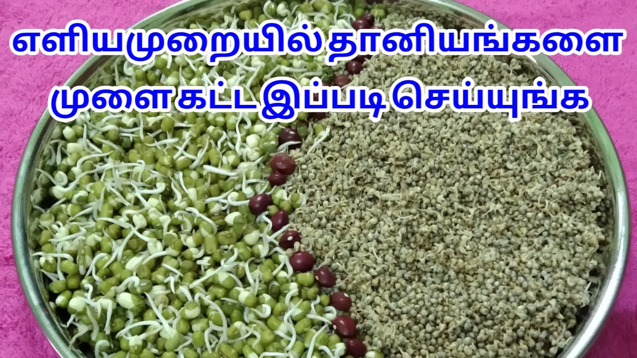 எளியமுறையில் தானியங்களை முளை கட்ட இப்படி செய்யுங்க Sprouts benifits in tamil Sprouts grow at