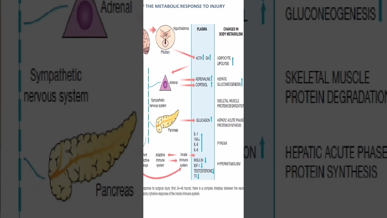 Lec1 metabolic rensonse to an injury
