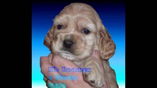 Cocker Spaniel Puppies 4 wks  Channelview  TX