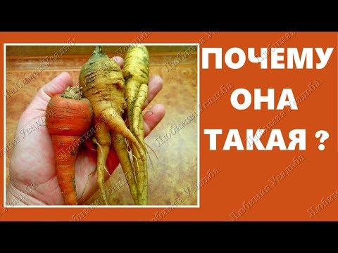 Почему морковь корявая и  рогатая.  Ошибки выращивания моркови