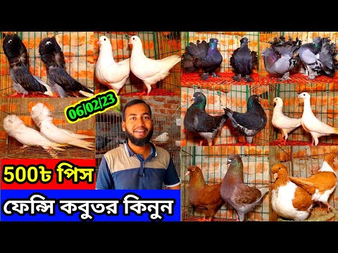 ফেন্সি কবুতর ৫০০ টাকা পিস | সবচেয়ে কম দামে কবুতর বিক্রি হবে Fancy kobutor