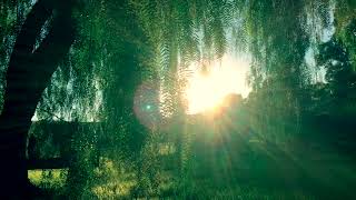High Sensitivity Is Not Weakness - Society Is Sick - Calibrate Your Discern-o-Meter !!