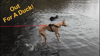 Discovering Nature: Greyhound Explores Daneshill Lakes by Greyt Adventures 109 views 6 months ago 3 minutes, 55 seconds