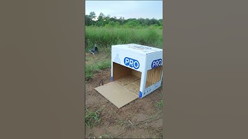 Easy Simple Pigeon Trap Using Cardboard Box #shorts #trap