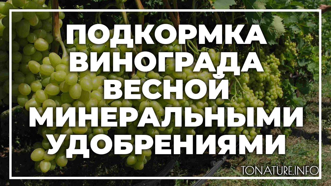 Чем подкормить виноград после открытия. Подкормка винограда. Удобрение для винограда. Подкормка винограда весной. Подкормка винограда минеральными удобрениями.