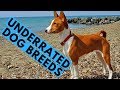 TOP 10 Most Underrated Dog Breeds