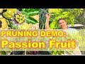 Passion Fruit PRUNING Demo |  by as much as 90% !!! |  Bonus: Humming Bird Chicks Being Fed! :-)