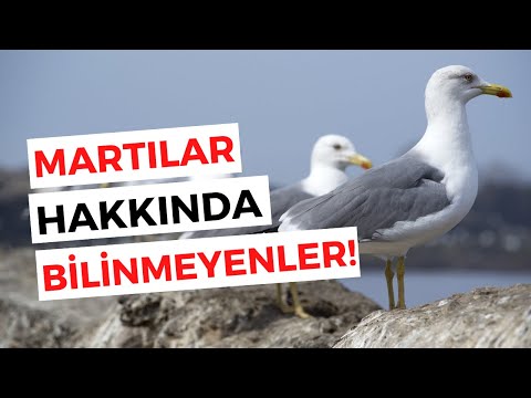 Video: Martı nerede kış uykusuna yatar? Martılar hakkında ilginç gerçekler