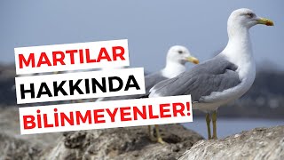 Martıların Yaşamı - Martılar Hakkında Bilinmeyenler! Resimi