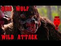 Wild attack scene  horror hybrid creature  werewolf movie  dire wolf