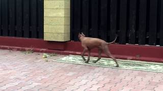 Peruvian Hairless dog/ Перуанская Голая собака Peruvian Hairless dog/ Перуанская Голая собака