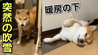 【柴犬】吹雪に見舞われ冷えきった体を暖房の下で温め直す犬。