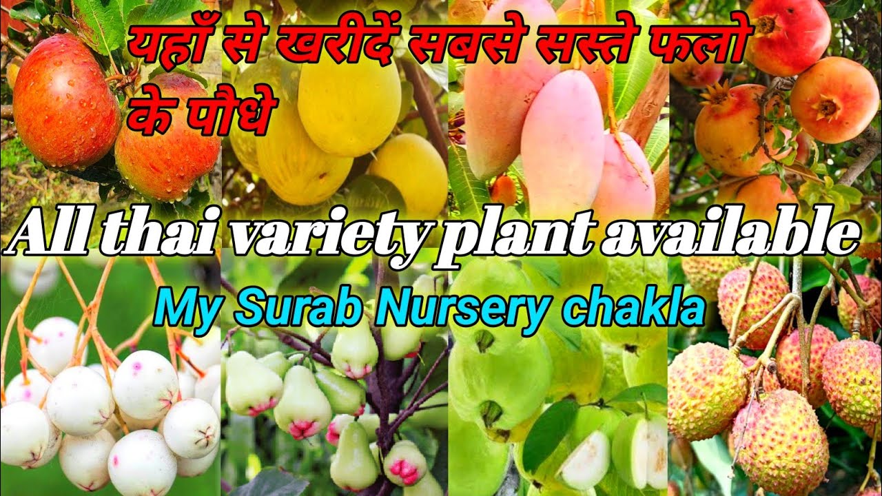All thai variety plant available My Surab Nursery chakla fruit