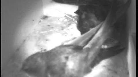 Common Swift young practises, is fed and the parent cleans the nest